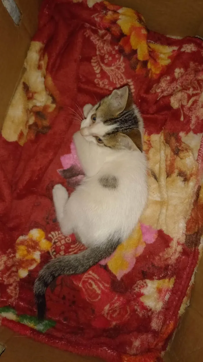 Gato ra a SRD-ViraLata idade Abaixo de 2 meses nome Thor