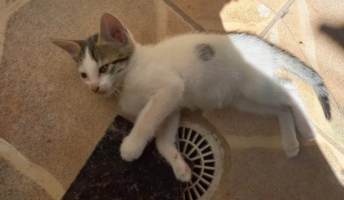 Gato ra a SRD-ViraLata idade Abaixo de 2 meses nome Thor