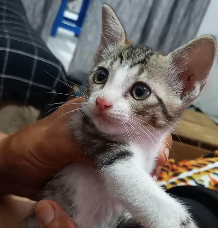 Gato ra a SRD-ViraLata idade Abaixo de 2 meses nome Flocos