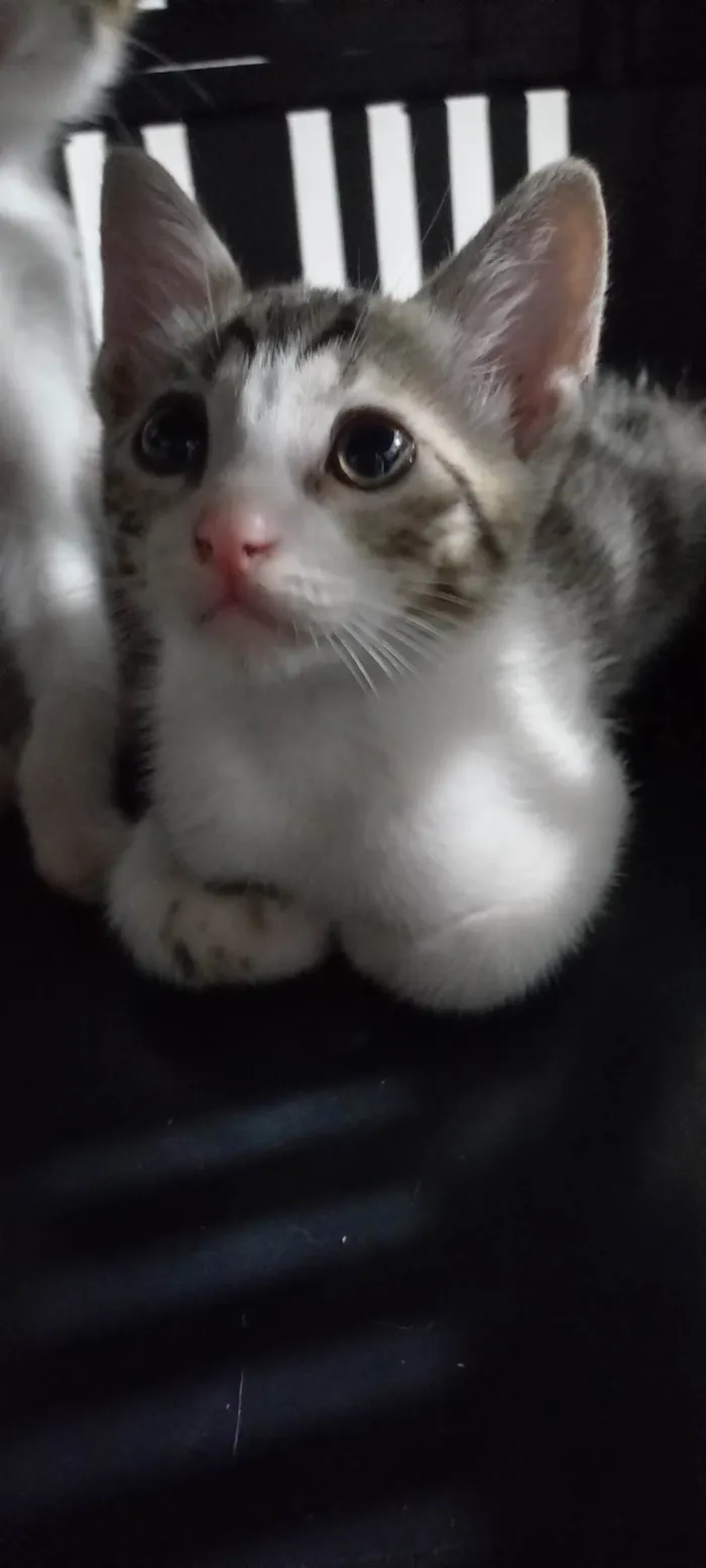 Gato ra a SRD-ViraLata idade Abaixo de 2 meses nome Flocos