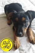 Gutinho