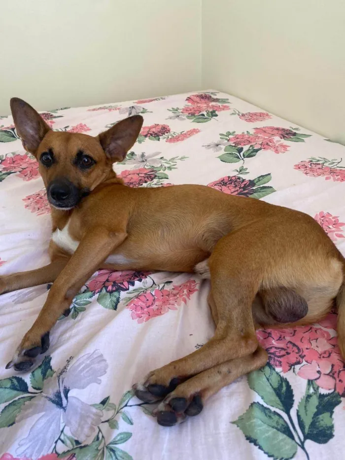 Cachorro ra a Pinscher idade 1 ano nome Desconhecido 