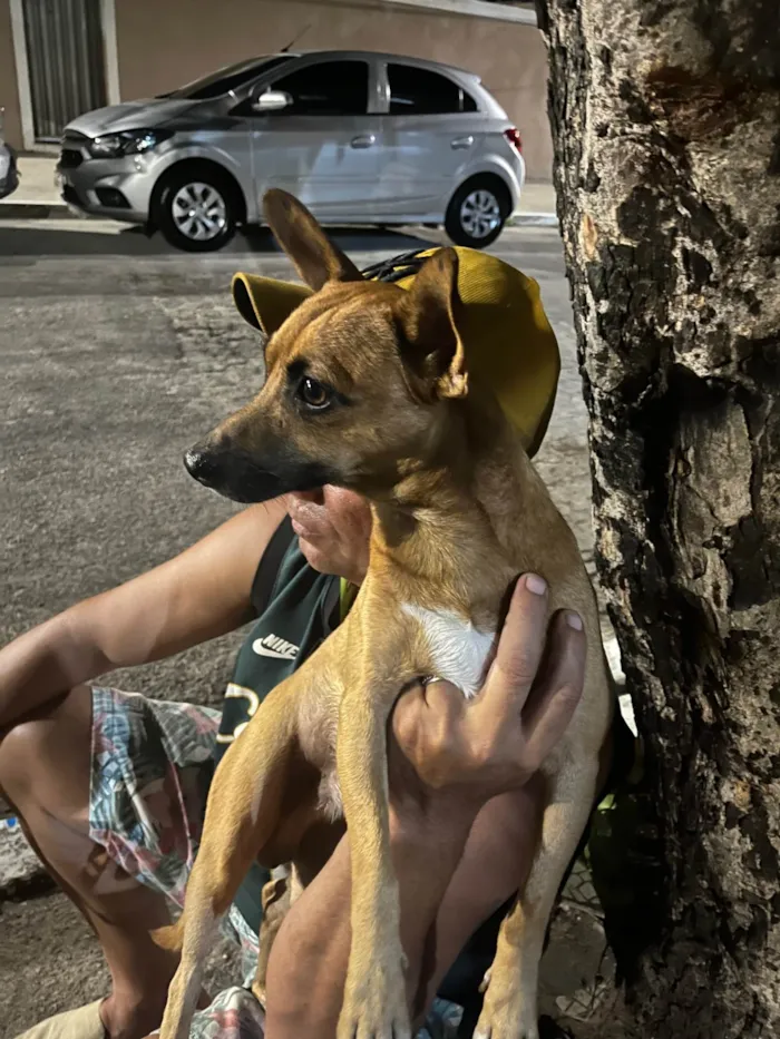 Cachorro ra a Pinscher idade 1 ano nome Desconhecido 