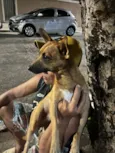 Desconhecido