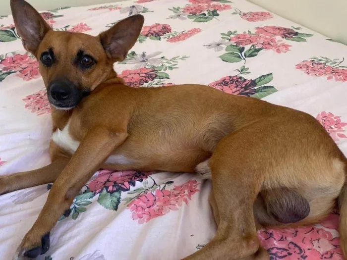 Cachorro ra a Pinscher idade 1 ano nome Desconhecido 