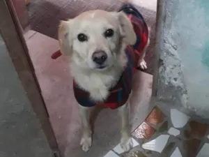 Cachorro raça SRD-ViraLata idade 3 anos nome Scooby 