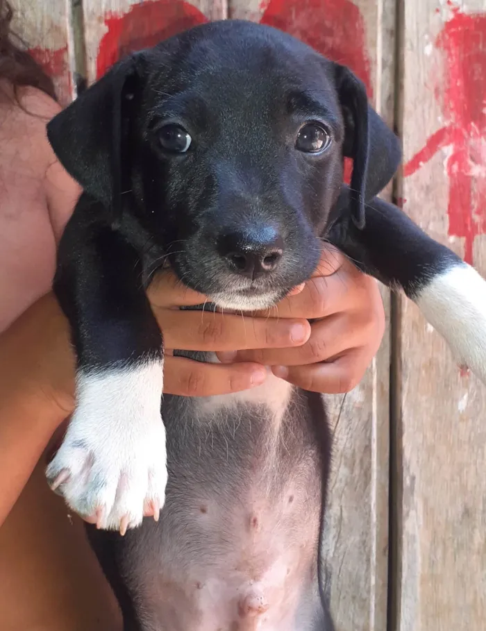 Cachorro ra a SRD-ViraLata idade 2 a 6 meses nome Spirit