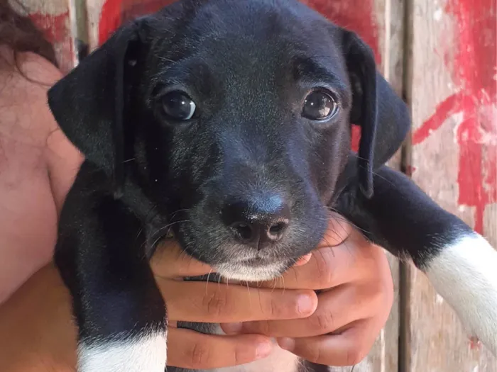 Cachorro ra a SRD-ViraLata idade 2 a 6 meses nome Spirit