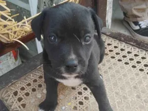 Cachorro raça SRD-ViraLata idade Abaixo de 2 meses nome Pitaya