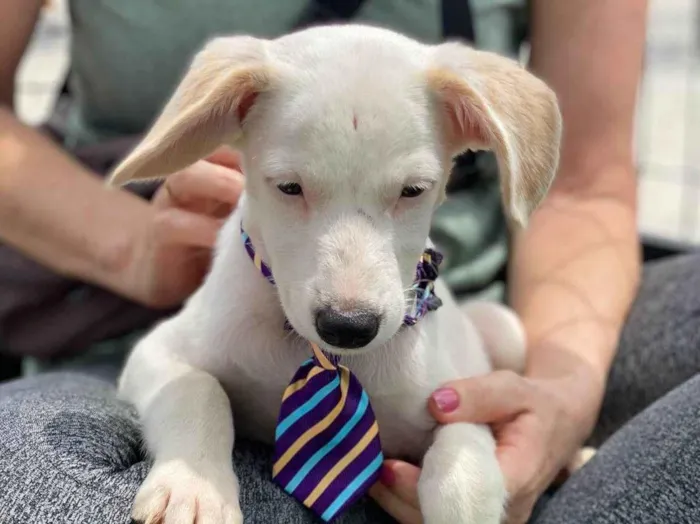 Cachorro ra a SRD-ViraLata idade 2 a 6 meses nome Zé Lindão