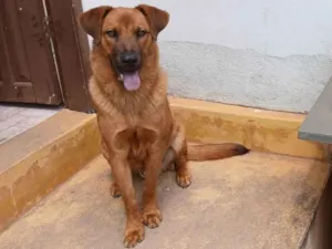 Cachorro raça SRD-ViraLata idade 2 a 6 meses nome Jorge