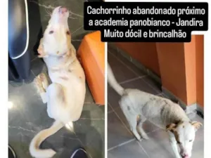 Cachorro raça SRD-ViraLata idade 1 ano nome Beatriz C S Lopes