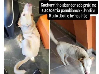 Cachorro raça SRD-ViraLata idade 1 ano nome Beatriz C S Lopes