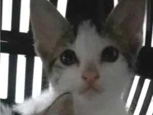 Gato raça SRD-ViraLata idade Abaixo de 2 meses nome Thor