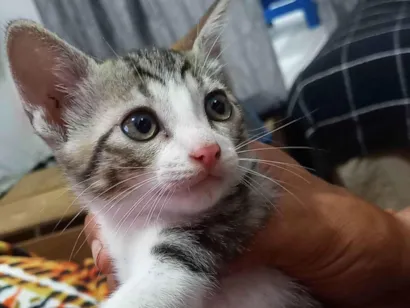 Gato raça SRD-ViraLata idade Abaixo de 2 meses nome Flocos