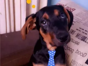 Cachorro raça SRD-ViraLata idade 2 a 6 meses nome Gutinho