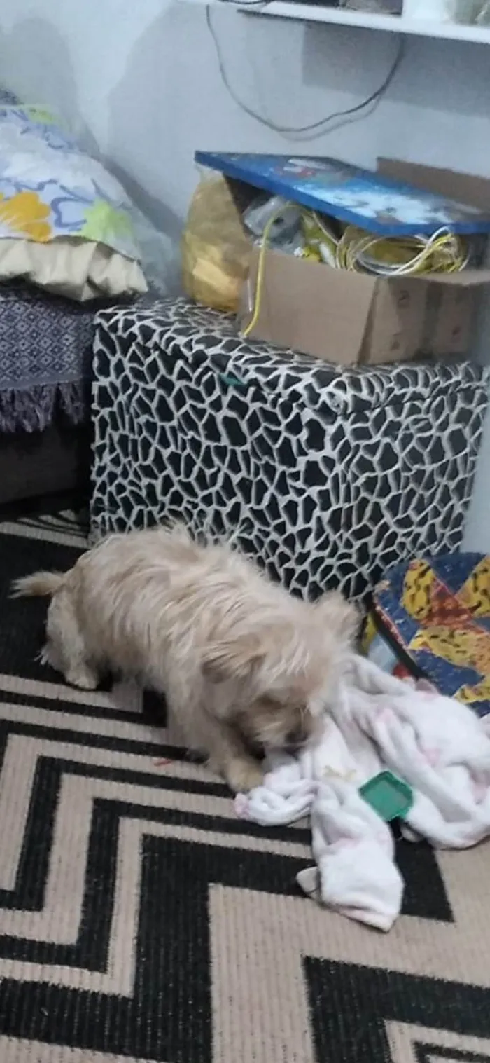 Cachorro ra a Shitzu idade 1 ano nome Chico 