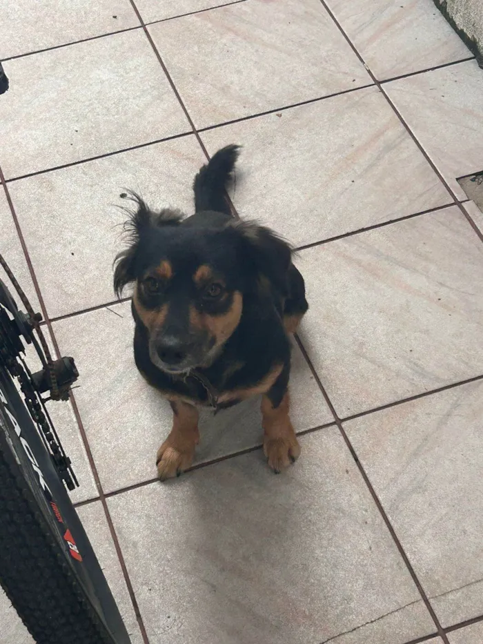 Cachorro ra a SRD-ViraLata idade 1 ano nome Bela (belinha)