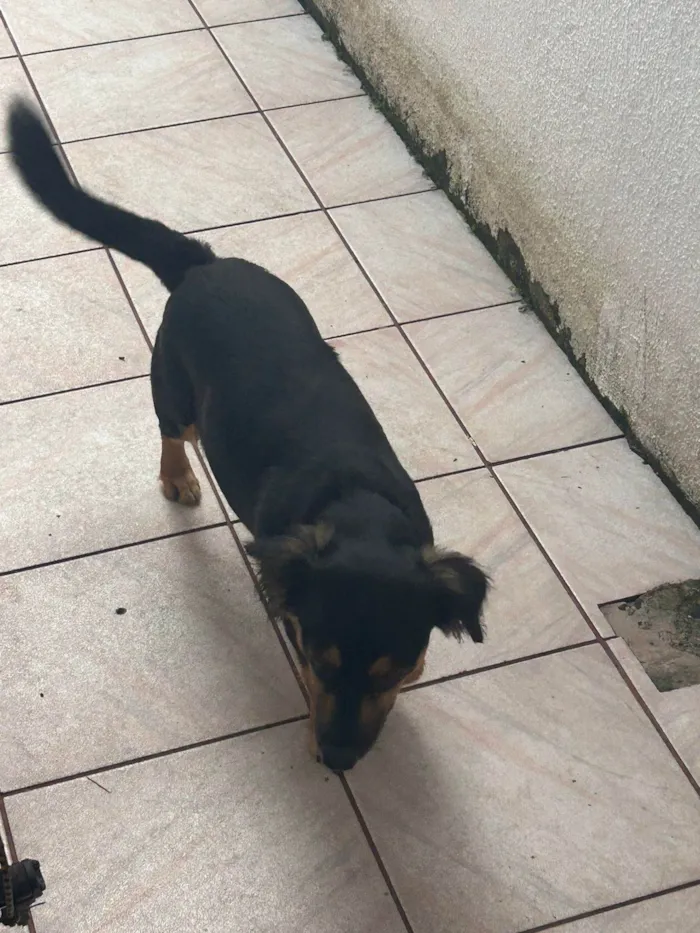 Cachorro ra a SRD-ViraLata idade 1 ano nome Bela (belinha)