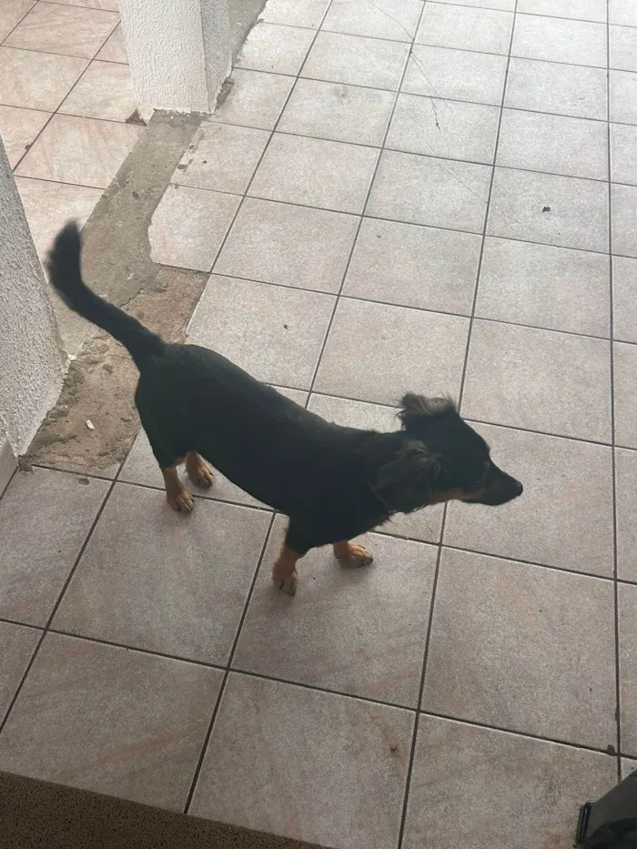 Cachorro ra a SRD-ViraLata idade 1 ano nome Bela (belinha)