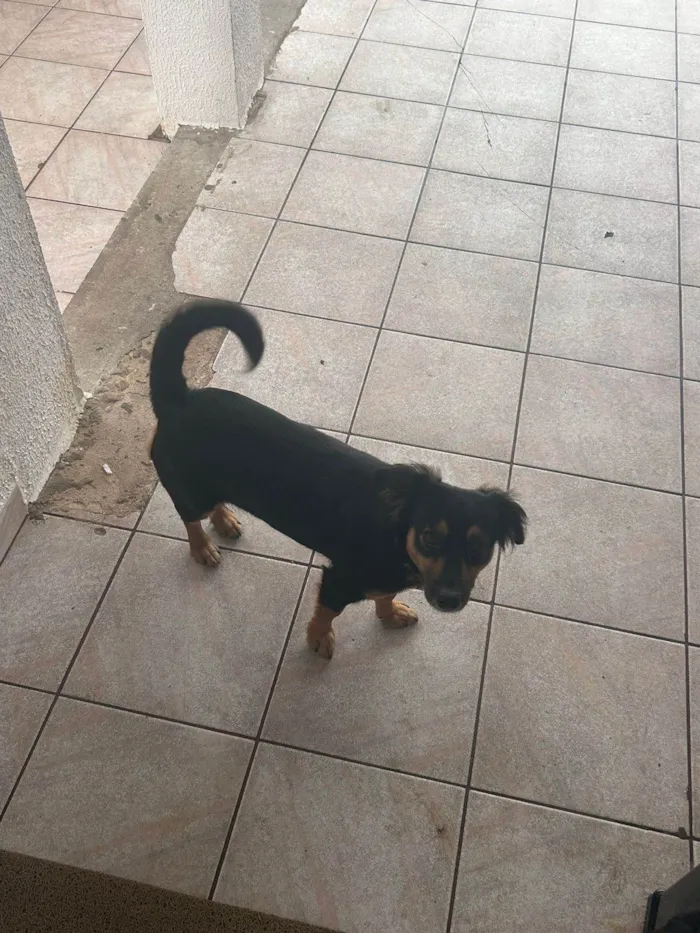 Cachorro ra a SRD-ViraLata idade 1 ano nome Bela (belinha)