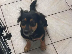 Cachorro raça SRD-ViraLata idade 1 ano nome Bela (belinha)