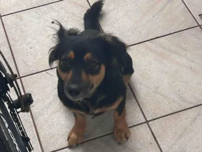 Cachorro raça SRD-ViraLata idade 1 ano nome Bela (belinha)