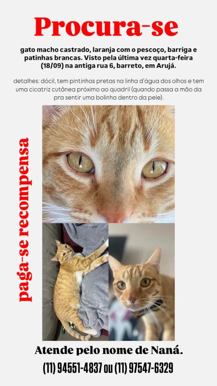 Gato ra a SRD-ViraLata idade 1 ano nome Naná