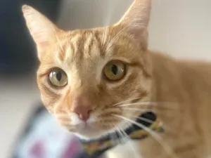 Gato raça SRD-ViraLata idade 1 ano nome Naná