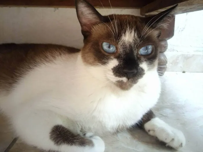 Gato ra a Siamês idade 4 anos nome Kate