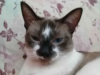 Gato raça Siamês idade 4 anos nome Kate