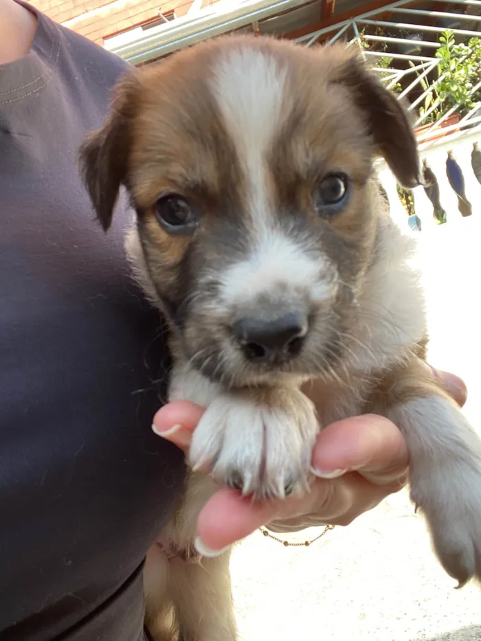 Cachorro ra a SRD-ViraLata idade Abaixo de 2 meses nome Doby 