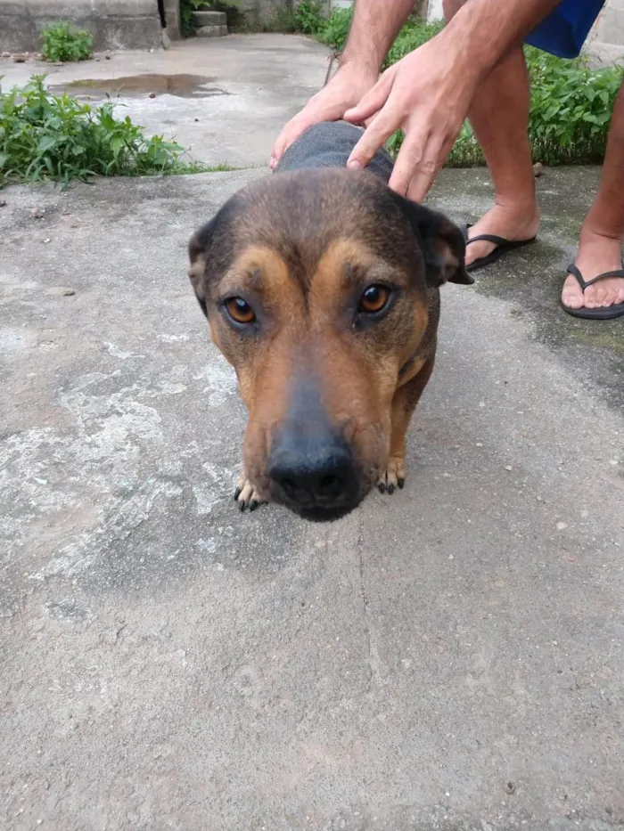 Cachorro ra a SRD-ViraLata idade 3 anos nome Meg