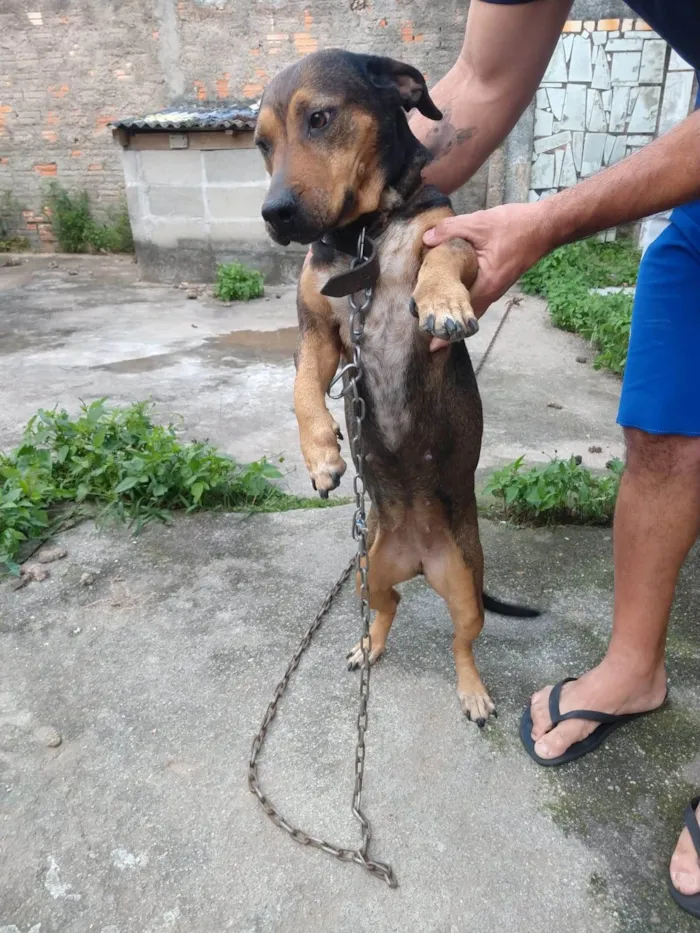 Cachorro ra a SRD-ViraLata idade 3 anos nome Meg