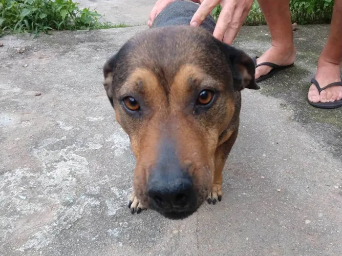 Cachorro ra a SRD-ViraLata idade 3 anos nome Meg