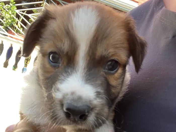 Cachorro ra a SRD-ViraLata idade Abaixo de 2 meses nome Doby 