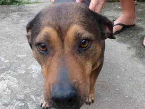 Cachorro raça SRD-ViraLata idade 3 anos nome Meg