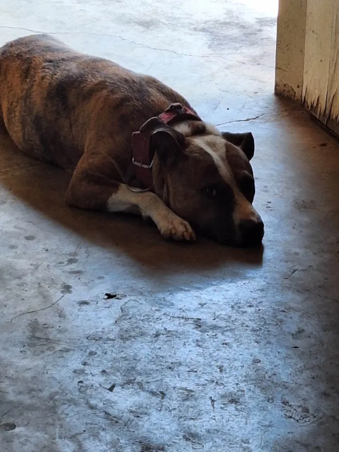 Cachorro ra a Pit-Bull idade 5 anos nome Madonna 