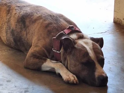 Cachorro raça Pit-Bull idade 5 anos nome Madonna 