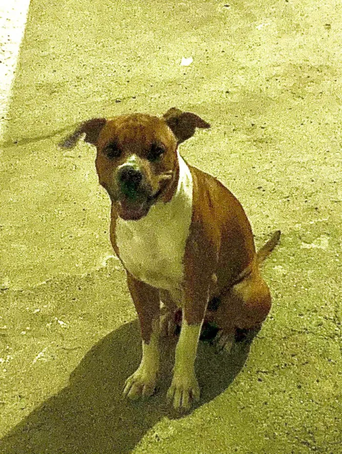 Cachorro ra a Pit-Bull idade 2 a 6 meses nome Apollo