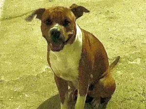 Cachorro raça Pit-Bull idade 2 a 6 meses nome Apollo