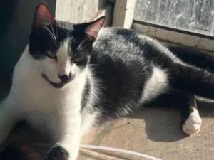 Gato raça SRD-ViraLata idade 7 a 11 meses nome Elfo 