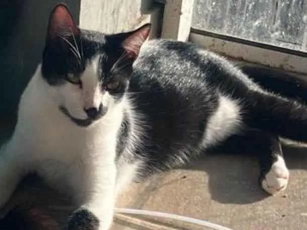 Gato ra a SRD-ViraLata idade 7 a 11 meses nome Elfo 