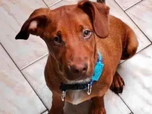 Cachorro raça SRD-ViraLata idade 2 a 6 meses nome Enzo bb5meses 