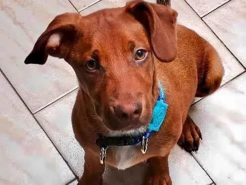 Cachorro ra a SRD-ViraLata idade 2 a 6 meses nome Enzo bb5meses 