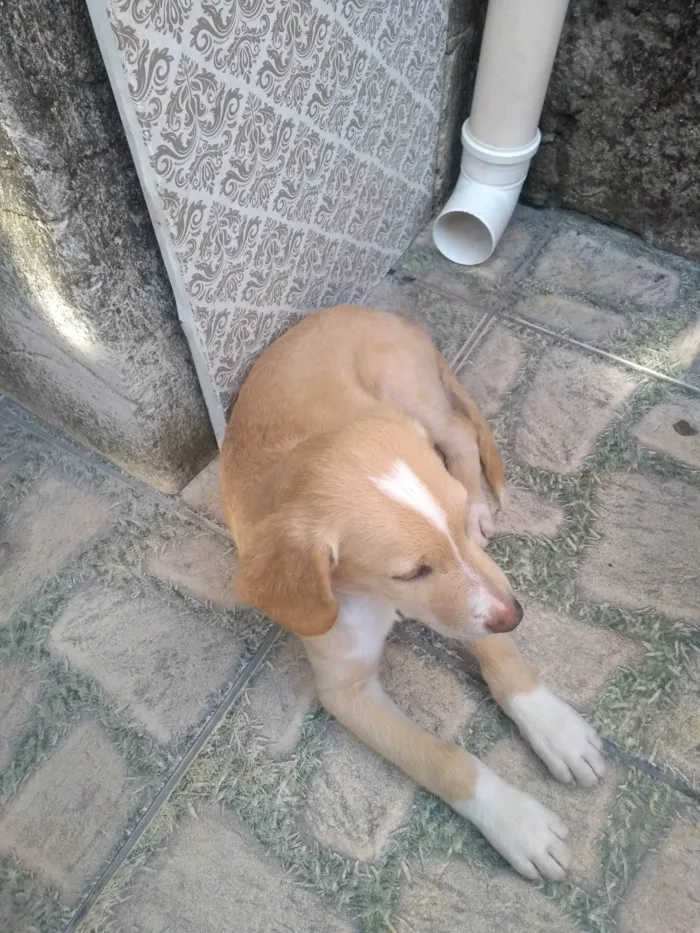 Cachorro ra a SRD-ViraLata idade 2 a 6 meses nome Thor