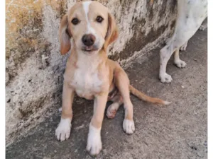 Cachorro raça SRD-ViraLata idade 2 a 6 meses nome Thor