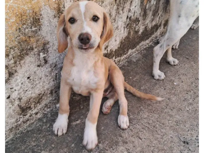 Cachorro ra a SRD-ViraLata idade 2 a 6 meses nome Thor