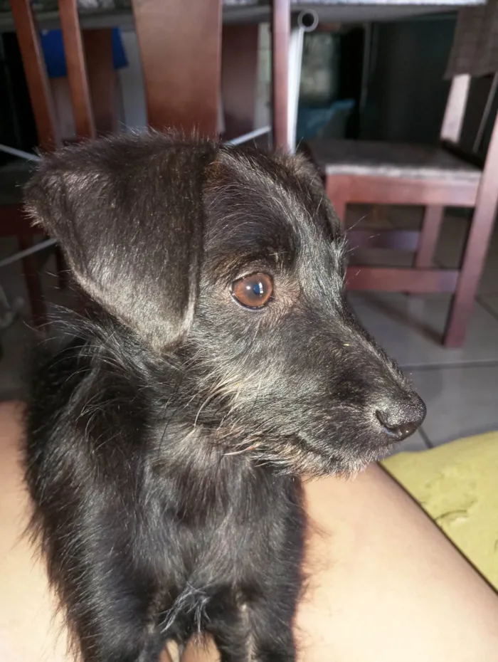 Cachorro ra a SRD-ViraLata idade 2 a 6 meses nome Pretinho