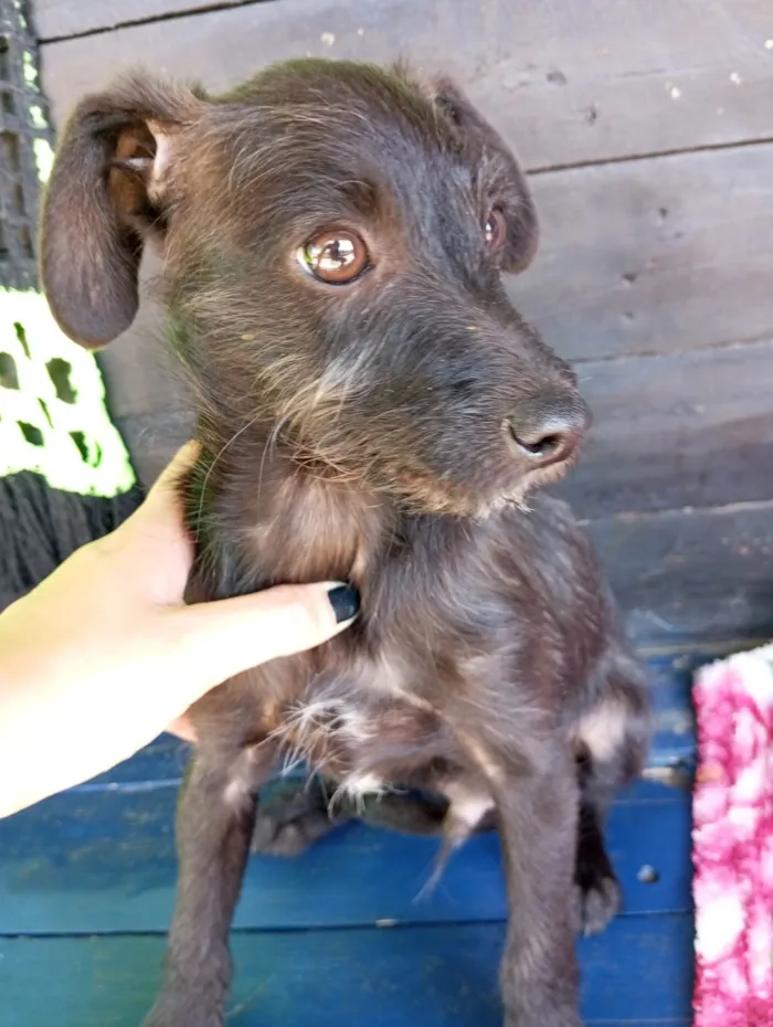 Cachorro ra a SRD-ViraLata idade 2 a 6 meses nome Pretinho